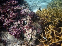 Stag Coral and Panda Fish - Huahine Island