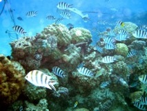Pipe fish in a School of Convicts - Bora Bora Reef