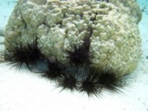 Sea Urchins - Taha'a Reef