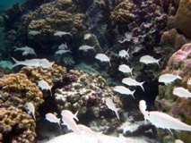 Ghost Fish - Taha'a Reef
