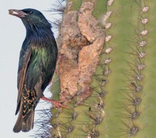 bird cactus