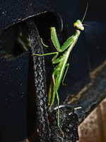 praying Mantis