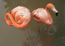 Flamingo Knecks