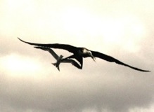 Frigate Bird - Moorea