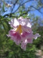 Desert Orchid Bloom - Arizona