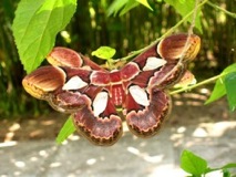 Rothschildia Moth Pair - Amazon River, Peru