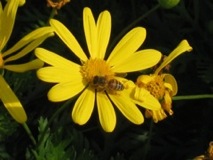 Bee on Daisy - Arizona
