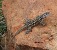 Rim Country Lizard - Arizona