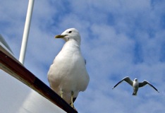sea gulls