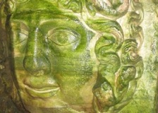 Medusa of Green Algae - Basilica Cistern Istanbul
