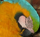 Macaw Preening - Belize