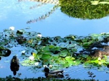 L'Auberge Pond Ducks