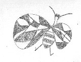 Butterfly Hommage to Miro