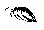 Hermit Crab