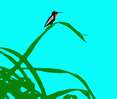 “hummingbird”